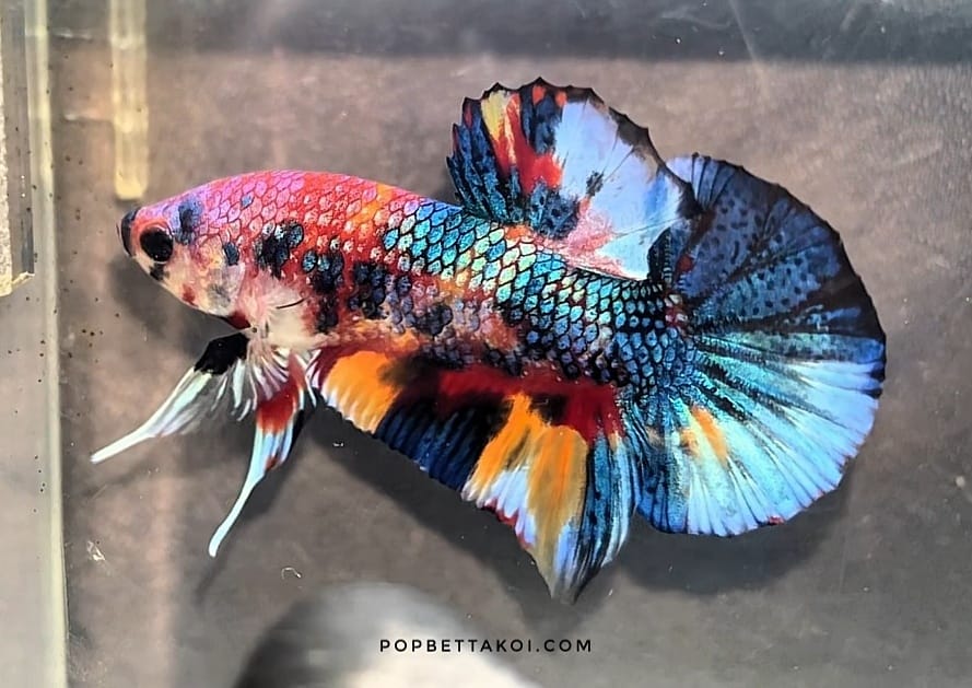Betta fish
