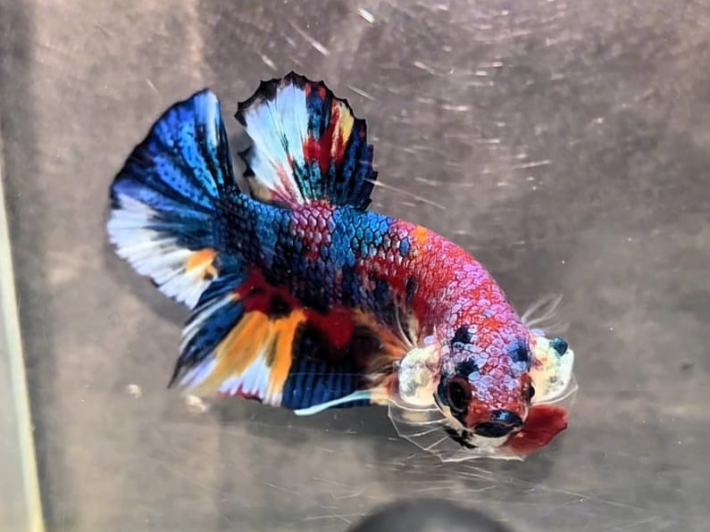 Betta fish