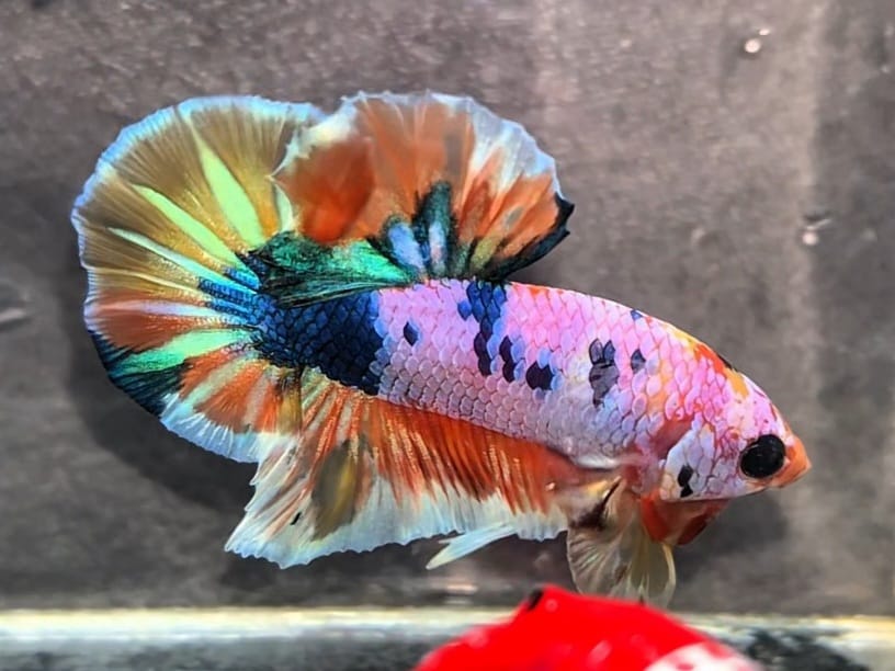 Betta fish