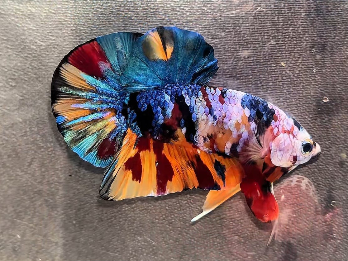 Multicolor rainbow koi halfmoon betta