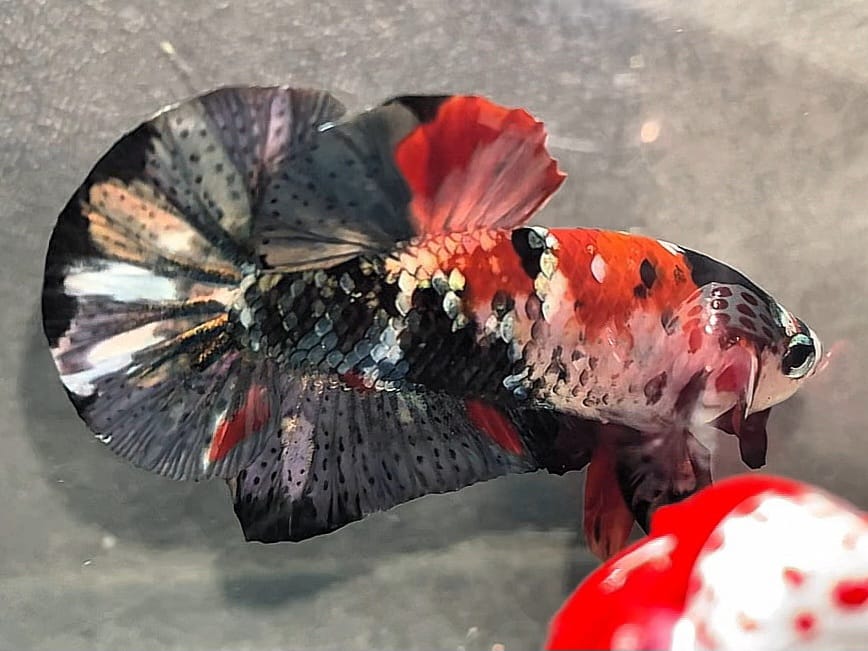 Red black koi halfmoon betta