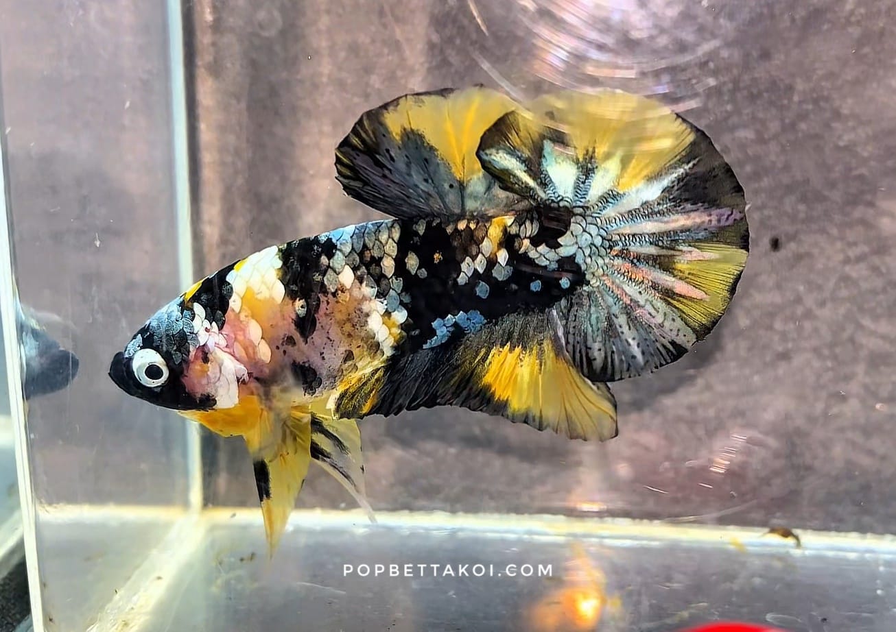 Yellow black koi halfmoon betta