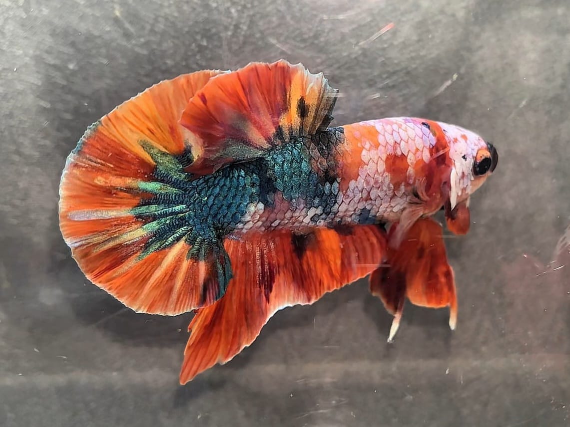 Orange Nemo Koi Halfmoon