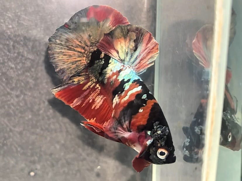 Red Black Koi Halfmoon